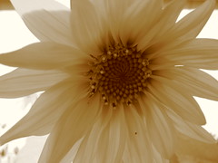 Flowers in sepia