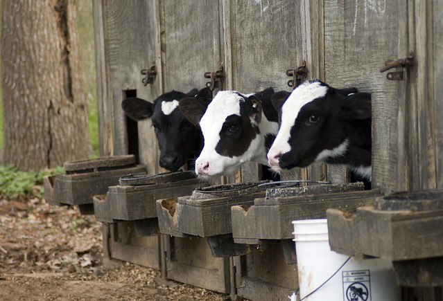 Calves | Flickr - Photo Sharing!