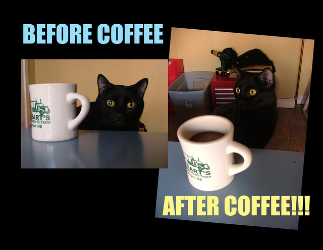 Coffee Cat | NETRAVNEN BLOGGING