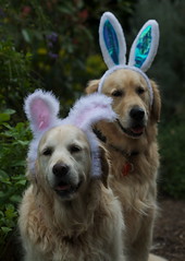 Easter Ears