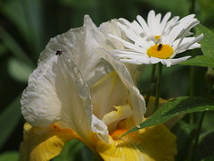Iris and other flowers, 2009-06-07