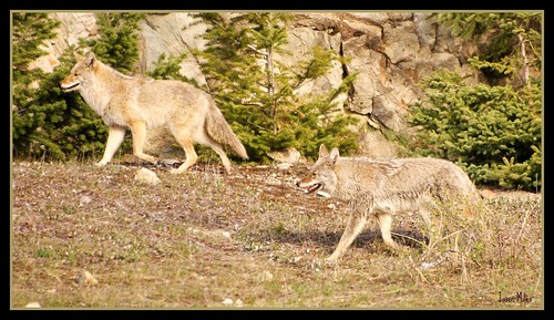 Coyotes in Jasper