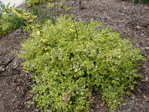 Abelia × grandiflora 'Abghop'