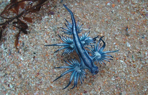 blue dragon sea slug