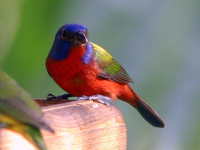 Painted Bunting 20090225