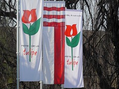 Fête de la tulipe