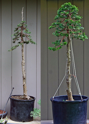 Bonsai Farm on And After Photos Of One Of My Two Tall Spare Hinoki Cypress Bonsai It