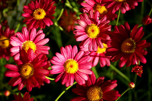 flowers pictures free