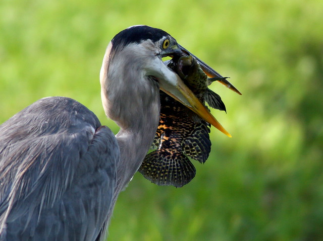 Great Blue Heron Ready to Swallow 20090528