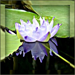 A Garden of Lotus