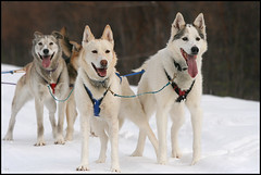 dogs and mushing