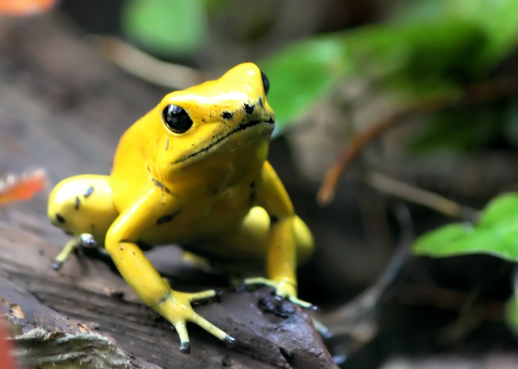 T2i - Yellow frog