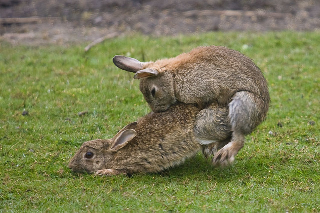 How Do Rabbits Have Sex 4