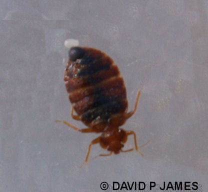 Bed Bug with egg | Flickr - Photo Sharing!