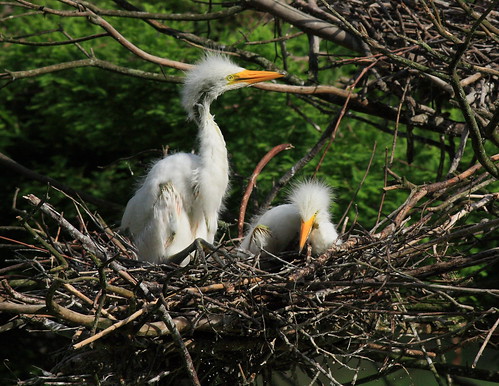 great egret chick pair woody