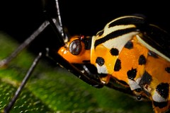 Hemiptera (Peru)