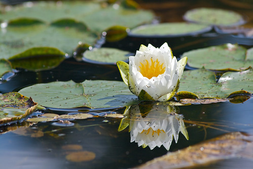 Less than spotless water lily by alumroot