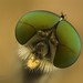 Snipe fly (Rhagionid) portrait