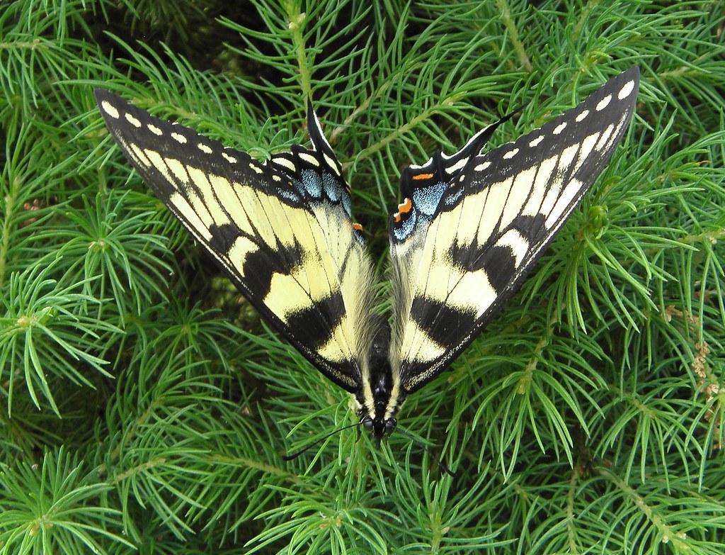 Eastern Yellow Tiger Swallowtail
