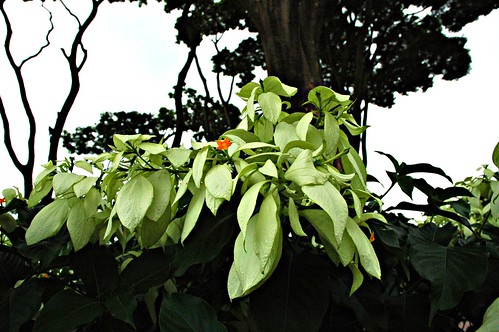 Bright green flowering plant, a beauty of the garden at জাতীয় স্মৃতি সৌধ Jatiyo Smriti Soudho Independence memorial park and gardens, Savar, Dhaka, Bangladesh by Wonderlane
