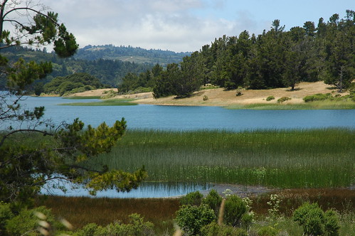 Rushes in the lovely Upper Crystal Springs Lake, Half Moon Bay Road, reserve and reservoir, trees and hills, San Mateo County, California, USA by Wonderlane