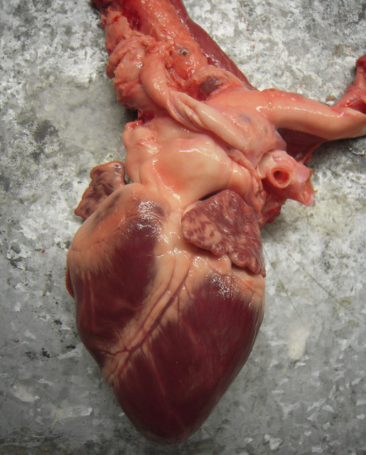 pig heart dissection | Flickr - Photo Sharing!