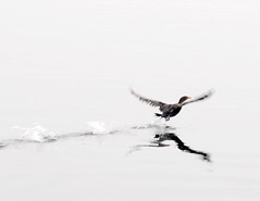 Cormorants and Grebes