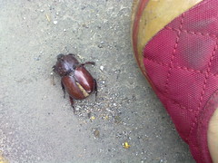 Gran escarabajo