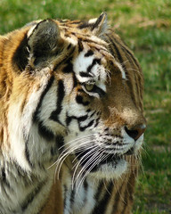 Whipsnade Zoo 2009