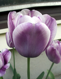 Tulips_51509b