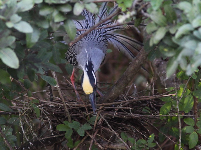Yellow-crowned Night-Heron male building nest 20140307