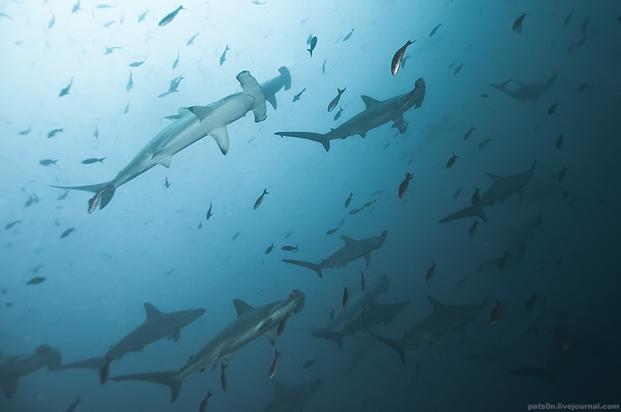 los tiburones están en grave peligro de extinción
