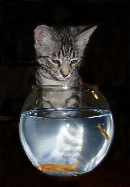 Cat Fish 2