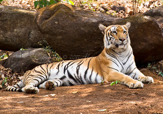Tiger resting in the shade at Bondla wildlife sanctuary India.