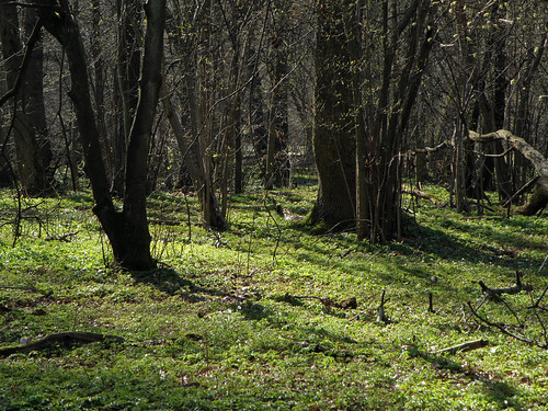 Rya skog, grön matta