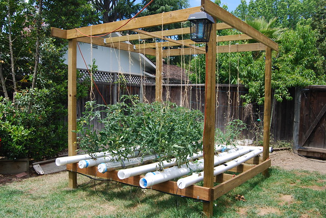 Hydroponic Tomatoes | Flickr - Photo Sharing!