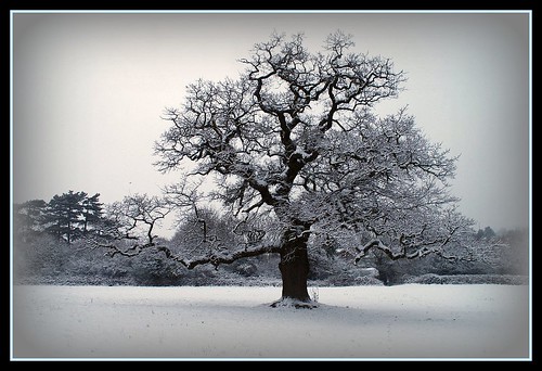Frosty February / The Old Snowy Oak - 無料写真検索fotoq