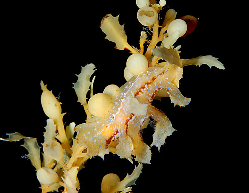 ЧУДЕСА МАСКИРОВКИ The Sargassum sea slug Scyllaea pelagica (Scyllaeidae)