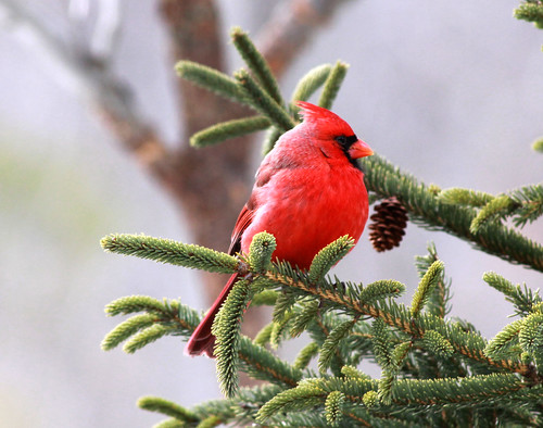 Northern Cardinal closeup