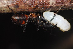 Hymenoptera (Borneo)