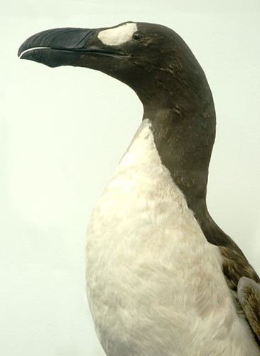 great auk extinct animal