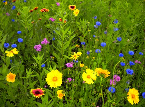Wildflowers in bloom by Pushing_Pixels