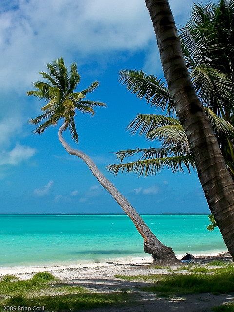 Palms at Lagoon, Fanning Island, Republic of Kiribati