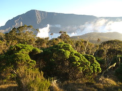 Reunion island . Cloud forest . Forêt de bois de couleurs des hauts.