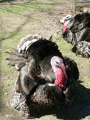 turkey lurkey