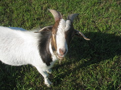 Archie, our Billy Goat.