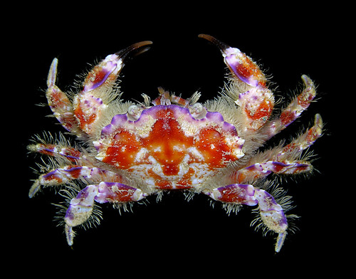 Lophozozymus incisus - one of the most beautiful crabs in the world