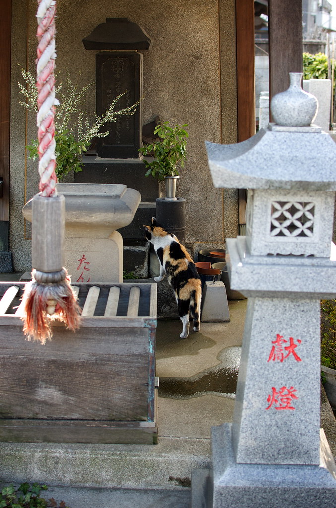 お寺で水を飲む猫 DSC_2919