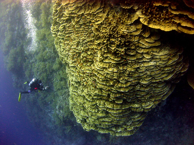 Daedalus Reef