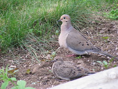 Mourning Doves 2009